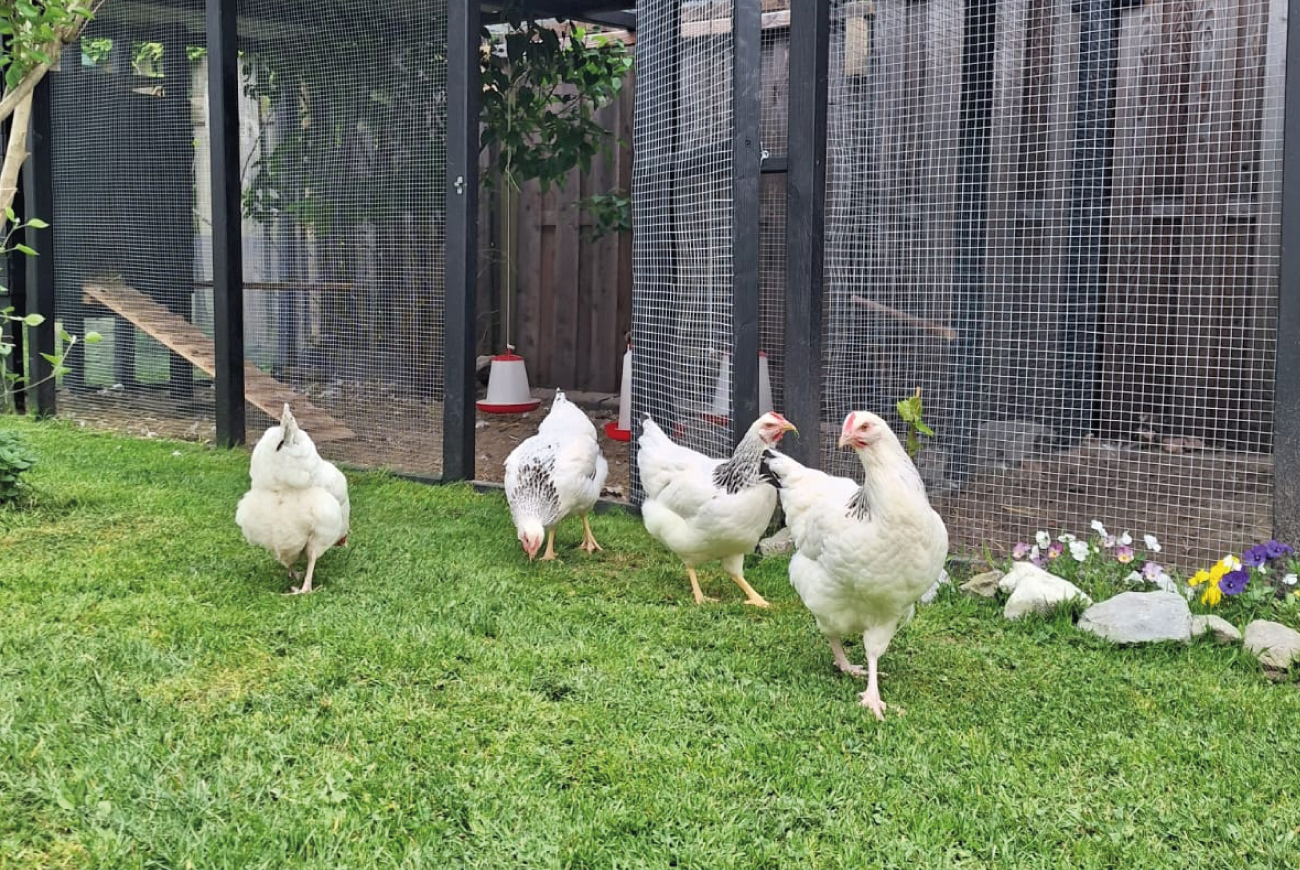 Studio Fiora - over mij - kippen